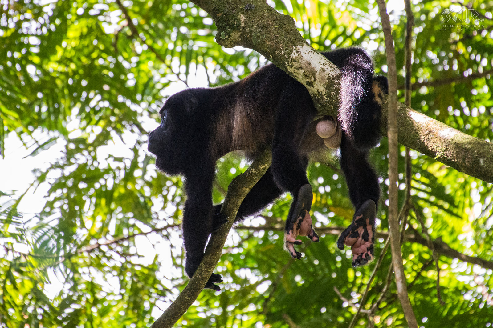 La Selva - Mantelbrulaap (mantled howler monkey, alouatta palliata) Stefan Cruysberghs